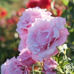 Memorial Day™ -HEIRLOOM ROSES Sales Memorial Day 17