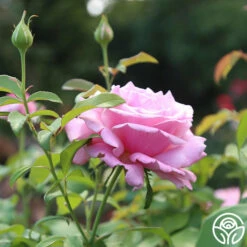 Memorial Day™ -HEIRLOOM ROSES Sales Memorial day 14