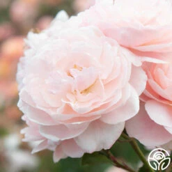 Memories™ 23 Memories™ -HEIRLOOM ROSES Sales Memories 22