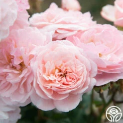 Memories™ 27 Memories™ -HEIRLOOM ROSES Sales Memories 011