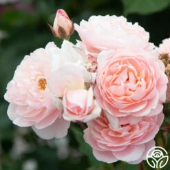 Memories™ 26 Memories™ -HEIRLOOM ROSES Sales Memories 12