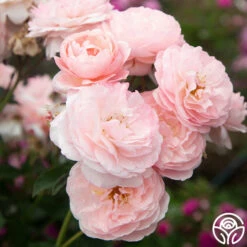 Memories™ 20 Memories™ -HEIRLOOM ROSES Sales Memories 14