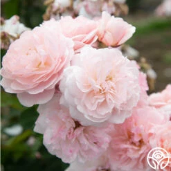 Memories™ 19 Memories™ -HEIRLOOM ROSES Sales Memories 15