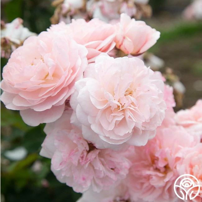 Memories™ 7 Memories™ - Image 5