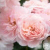 Memories™ -HEIRLOOM ROSES Sales Memories 17
