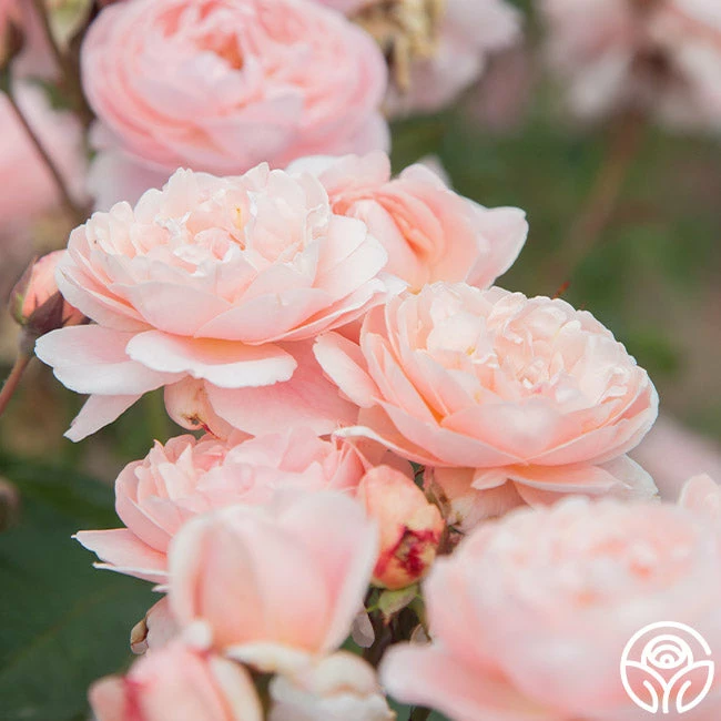 Memories™ 5 Memories™ - Image 3