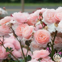 Memories™ 18 Memories™ -HEIRLOOM ROSES Sales Memories 19