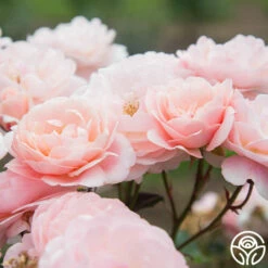 Memories™ 24 Memories™ -HEIRLOOM ROSES Sales Memories 21