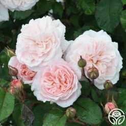 Memories™ 22 Memories™ -HEIRLOOM ROSES Sales Memories 22