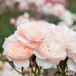 Memories™ 21 Memories™ -HEIRLOOM ROSES Sales Memories 23