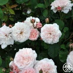 Memories™ 25 Memories™ -HEIRLOOM ROSES Sales Memories 24