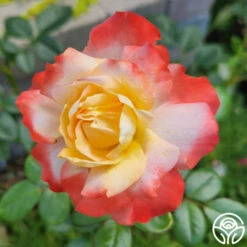 Mercury Rising™ -HEIRLOOM ROSES Sales Mercury Rising 11