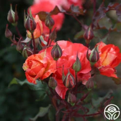 Michelangelo™ -HEIRLOOM ROSES Sales Michelangelo 8