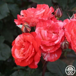 Michelangelo™ -HEIRLOOM ROSES Sales Michelangelo 8 2d3e7cf4 90a3 4d28 aca9 c5d06fb5c943