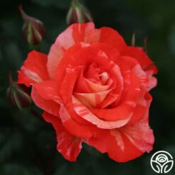 Michelangelo™ -HEIRLOOM ROSES Sales Michelangelo 9