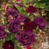Midnight Blue™ 1 Midnight Blue™ -HEIRLOOM ROSES Sales Midnight Blue 11
