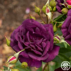 Midnight Blue™ 12 Midnight Blue™ -HEIRLOOM ROSES Sales Midnight Blue 12