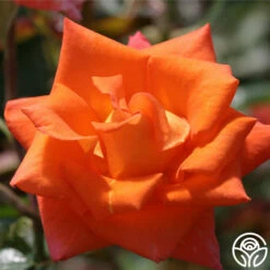 Monica® -HEIRLOOM ROSES Sales Monica 11