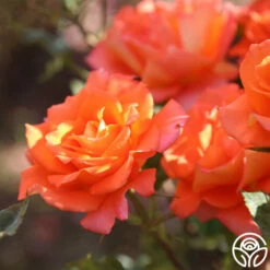 Monica® -HEIRLOOM ROSES Sales Monica 123