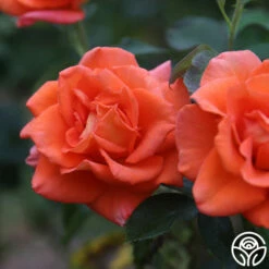 Monica® -HEIRLOOM ROSES Sales Monica 14