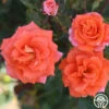 Monica® -HEIRLOOM ROSES Sales Monica 15
