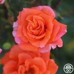 Monica® -HEIRLOOM ROSES Sales Monica 16