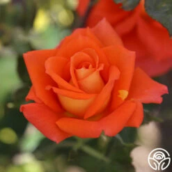 Monica® -HEIRLOOM ROSES Sales Monica 17