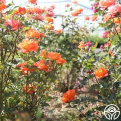 Monica® -HEIRLOOM ROSES Sales Monica 25