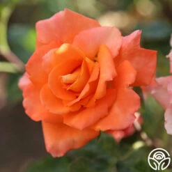 Monica® -HEIRLOOM ROSES Sales Monica 278