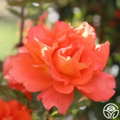 Monica® -HEIRLOOM ROSES Sales Monica 77