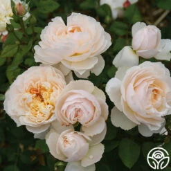 Moonlight In Paris™ -HEIRLOOM ROSES Sales Moonlight In Paris 15