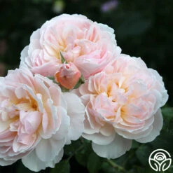 Moonlight In Paris™ -HEIRLOOM ROSES Sales Moonlight In Paris 17