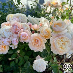 Moonlight In Paris™ -HEIRLOOM ROSES Sales Moonlight In Paris 19