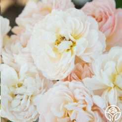 Moonlight In Paris™ -HEIRLOOM ROSES Sales Moonlight In paris 014