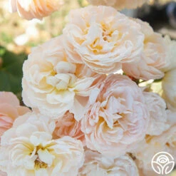 Moonlight In Paris™ -HEIRLOOM ROSES Sales Moonlight In paris 015