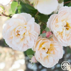 Moonlight In Paris™ -HEIRLOOM ROSES Sales Moonlight In paris 016