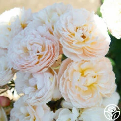 Moonlight In Paris™ -HEIRLOOM ROSES Sales Moonlight In paris 017