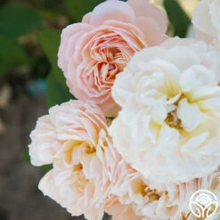 Moonlight In Paris™ -HEIRLOOM ROSES Sales Moonlight In paris 018