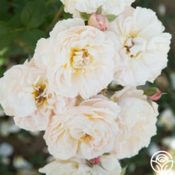 Moonlight In Paris™ -HEIRLOOM ROSES Sales Moonlight In paris 019