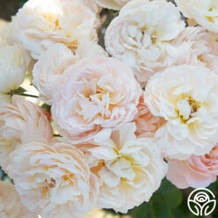 Moonlight In Paris™ -HEIRLOOM ROSES Sales Moonlight Romantica 01