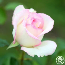 Moonstone™ -HEIRLOOM ROSES Sales Moonstone 11