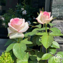 Moonstone™ -HEIRLOOM ROSES Sales Moonstone 123