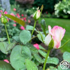 Moonstone™ -HEIRLOOM ROSES Sales Moonstone 14