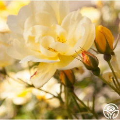 Morning Has Broken™ -HEIRLOOM ROSES Sales Morning Has Broken 16