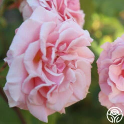 Mother Of Pearl® -HEIRLOOM ROSES Sales Mother of Pearl 11