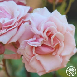 Mother Of Pearl® -HEIRLOOM ROSES Sales Mother of Pearl 16