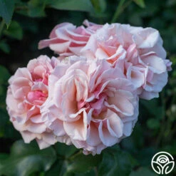 Mother Of Pearl® -HEIRLOOM ROSES Sales Mother of Pearl 11
