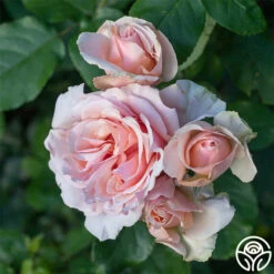 Mother Of Pearl® -HEIRLOOM ROSES Sales Mother of Pearl 12