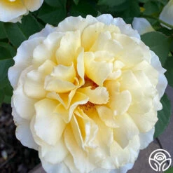 My Best Friend™ -HEIRLOOM ROSES Sales My Best Friend 04