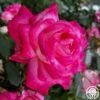 My Caroline™ -HEIRLOOM ROSES Sales My Caroline 11 18efcc21 2677 49a7 a23b 69f3beac94d5
